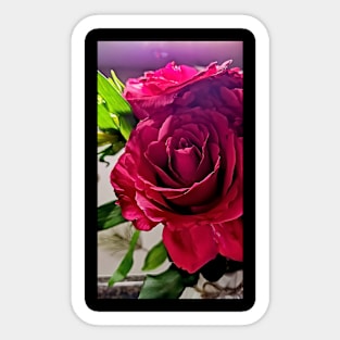 Beautiful Red Rose Photo Sticker